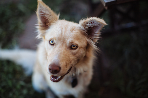 Chica Bloom Farm Made Local m.woolsey