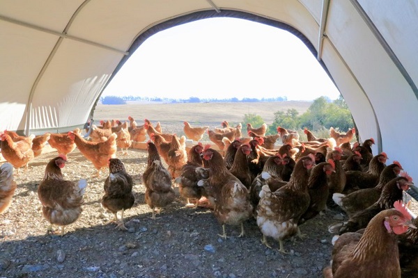 Photography by Karen Pavone