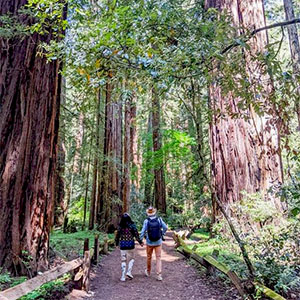 Armstrong Redwoods Preserve