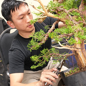 Redwood Empire Bonsai Society (REBS) Annual Bonsai Show
